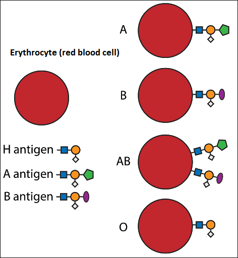 blood group types relation to coronavirus infection